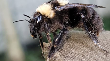 Hummelkönigin aus dem Süden in Oberbayern entdeckt  / Foto: Thomas Guggemoos/BUND Naturschutz in Bayern e.V/dpa