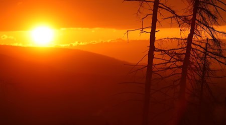 Erstmals seit Jahren gehen die Kahlflächen im Harz zurück (Archivbild). / Foto: Matthias Bein/dpa/ZB