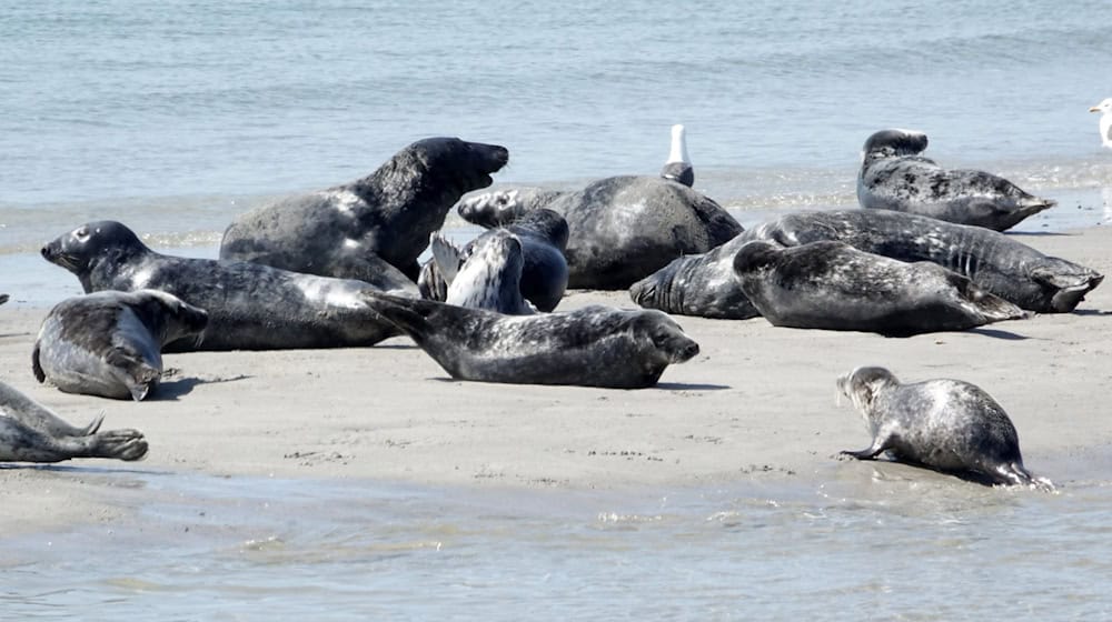 Die Zahl der Kegelrobben im Wattenmeer und auf Helgoland nimmt weiter zu - wenn auch langsamer als zuvor. / Foto: Carsten Rehder/dpa