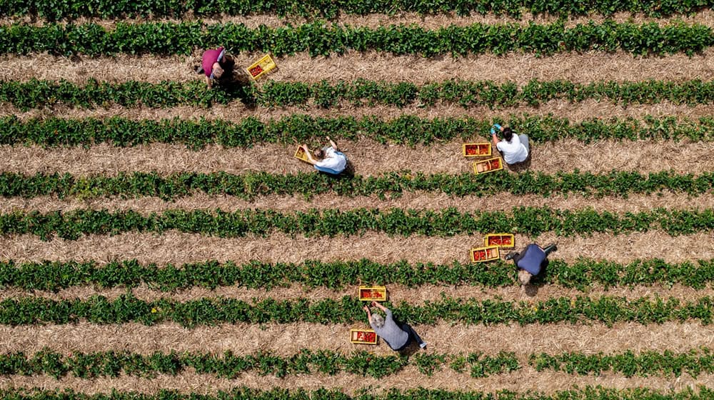 Landwirte können durch Direktvermarktung höhere Erzeugerpreise erwirtschaften. (Archivfoto) / Foto: Hauke-Christian Dittrich/dpa