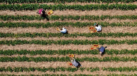 Landwirte können durch Direktvermarktung höhere Erzeugerpreise erwirtschaften. (Archivfoto) / Foto: Hauke-Christian Dittrich/dpa