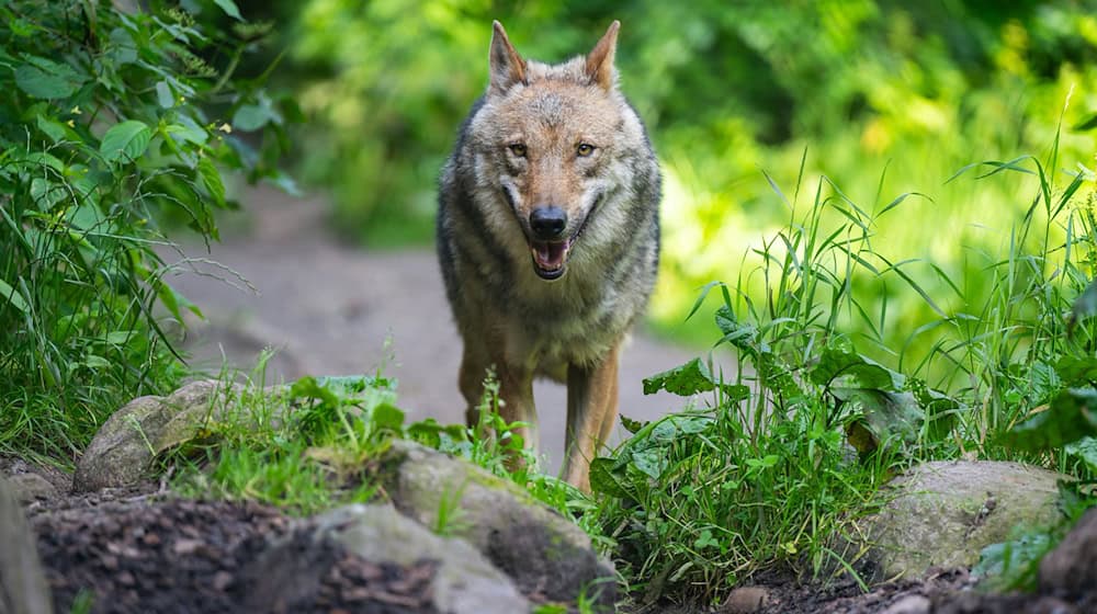 Eine untersuchte Haarprobe ergab, dass der auf Norderney gesichtete Wolf aus einem Rudel in Belgien stammt. (Symbolbild) / Foto: Philipp Schulze/dpa