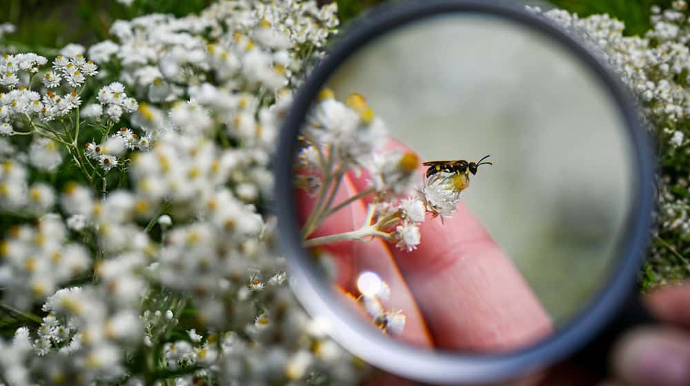 Wer an der Aktion teilnehmen möchte, kann an einem ruhigen Platz eine Stunde lang alle Insekten zählen. (Archivfoto) / Foto: Jens Kalaene/dpa