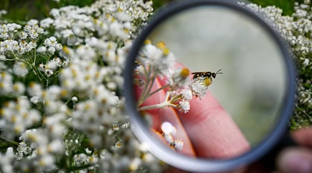 Wer an der Aktion teilnehmen möchte, kann an einem ruhigen Platz eine Stunde lang alle Insekten zählen. (Archivfoto) / Foto: Jens Kalaene/dpa