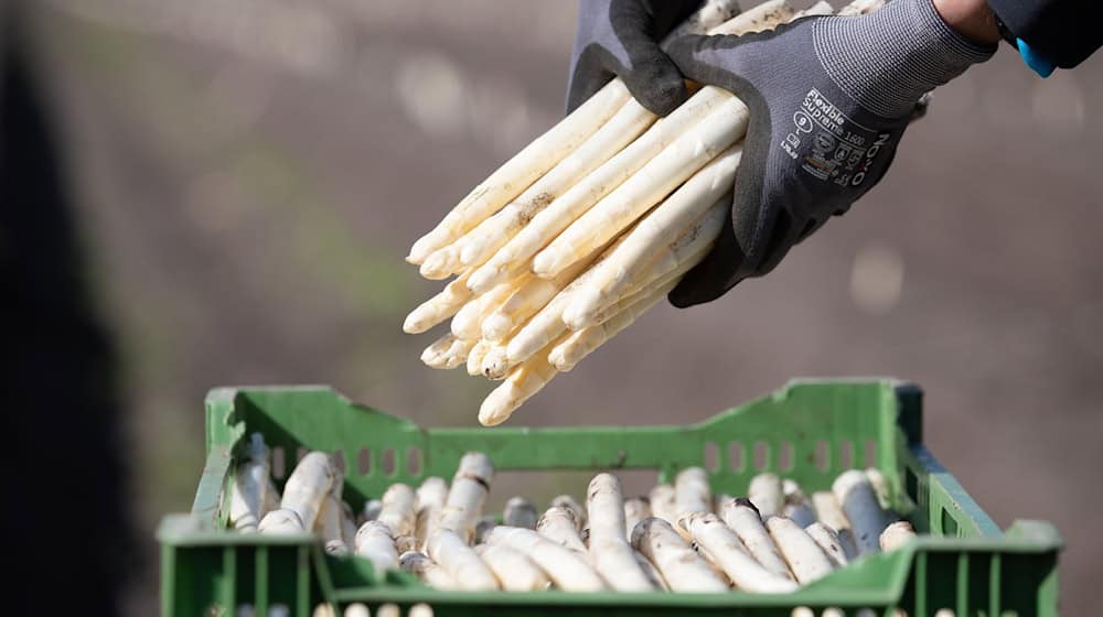 Schlechte Aussichten für Spargelbauern: Die Produktion wird immer teurer und die Nachfrage sinkt. / Foto: Friso Gentsch/dpa