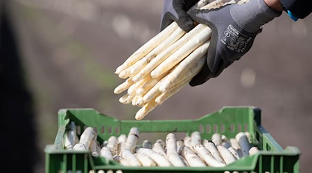 Schlechte Aussichten für Spargelbauern: Die Produktion wird immer teurer und die Nachfrage sinkt. / Foto: Friso Gentsch/dpa