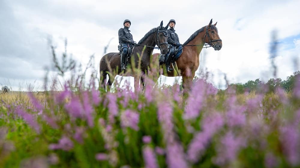 Mit dem Start der Heideblüte sind auch wieder Polizeireiter im Naturpark Südheide unterwegs. (Archivbild) / Foto: Philipp Schulze/dpa