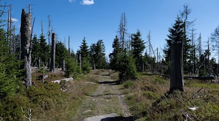 Viele Biotoptypen in Niedersachsen sind gefährdet - dazu gehören auch Moore und Wälder. (Symbolfoto) / Foto: Swen Pförtner/dpa