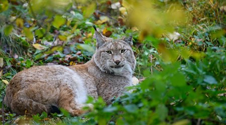 Sachsen: Ein weiteres Luchsmännchen ist im Erzgebirge ausgewildert worden. Symbolbild.  / Foto: Klaus-Dietmar Gabbert/dpa-Zentralbild/ZB