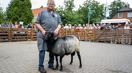 Bei der Heidschnuckenauktion wird «Mister Müden» gekürt. / Foto: Philipp Schulze/dpa