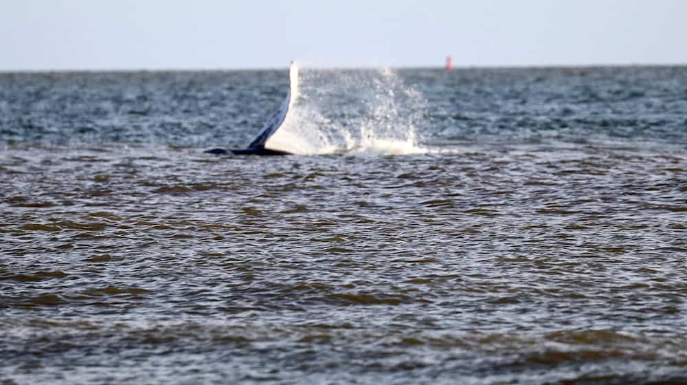 Der Buckelwal tauchte rund 200 Meter entfernt vom Norderneyer Weststrand auf. (Foto aktuell)  / Foto: Volker Bartels/dpa