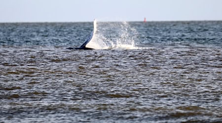 Der Buckelwal tauchte rund 200 Meter entfernt vom Norderneyer Weststrand auf. (Foto aktuell)  / Foto: Volker Bartels/dpa