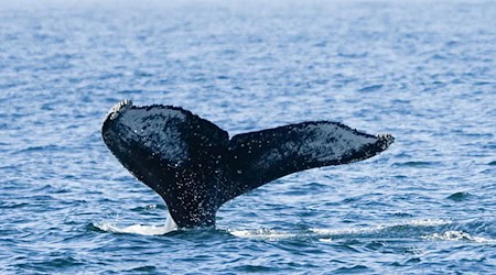 Ein in der Nordsee selten vorkommender Buckelwal ist kürzlich vor der ostfriesischen Insel Baltrum gesichtet worden. (Symbolbild) / Foto: Silvia Izquierdo/AP/dpa