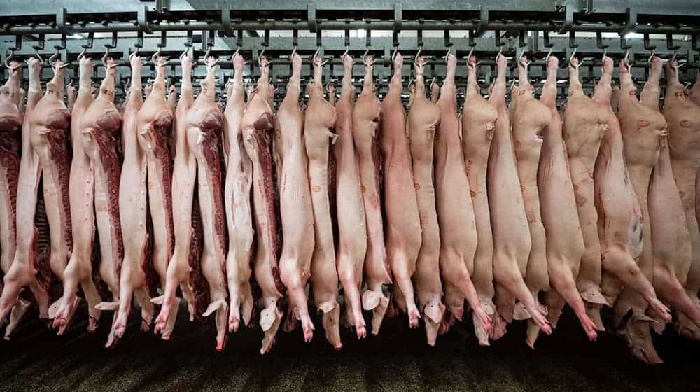 Schweinefleisch aus Niedersachsen könnte indirekt unter Sanktionen aus China leiden. (Symbolbild) / Foto: Mohssen Assanimoghaddam/dpa