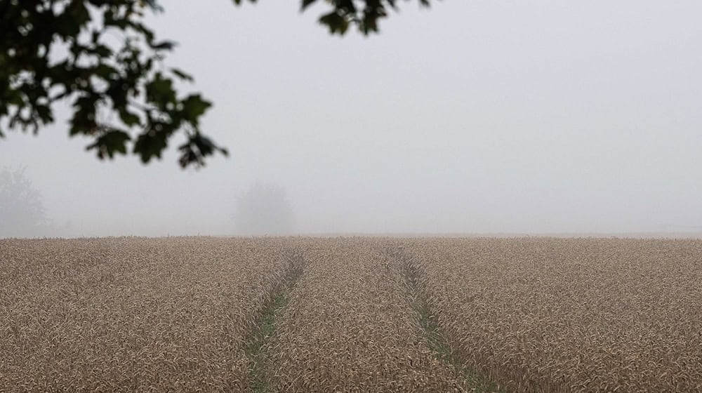 Die niedersächsischen Landwirte befürchten schlechte Erträge bei der Ernte. (Archivfoto) / Foto: Swen Pförtner/dpa