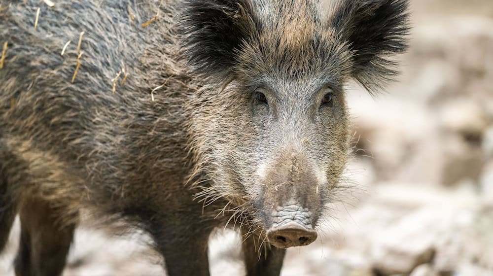 Wildschweine sind in der Stadt Braunlage unterwegs. (Archivbild) / Foto: Lino Mirgeler/dpa