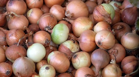 Ungewöhnlich: Drei Männer stehlen im Landkreis Rotenburg 120 Kilogramm Zwiebeln - direkt vom Feld. (Symbolbild) / Foto: Soeren Stache/dpa-Zentralbild/dpa