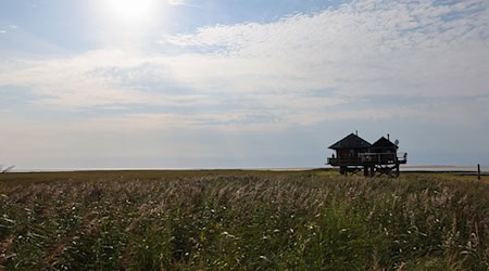 Die sogenannten Vogelinseln und -halligen in Nord- und Ostsee sind Natur- und Vogelschutzgebiete, die wenn überhaupt nur mit Ausnahmegenehmigung betreten werden dürfen. / Foto: Christian Charisius/dpa