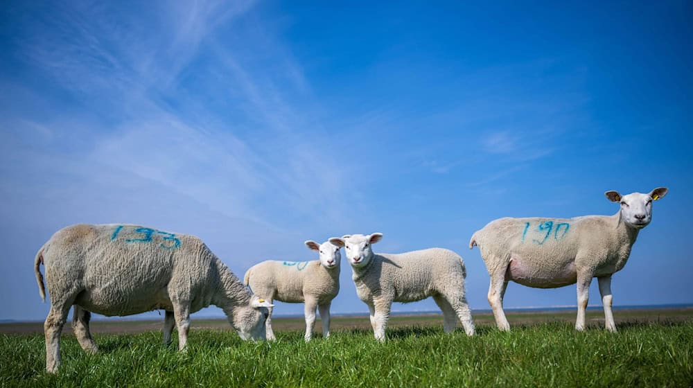 In Niedersachsen stecken sich immer mehr Schafe mit der Blauzungenkrankheit an. (Symbolbild) / Foto: Sina Schuldt/dpa