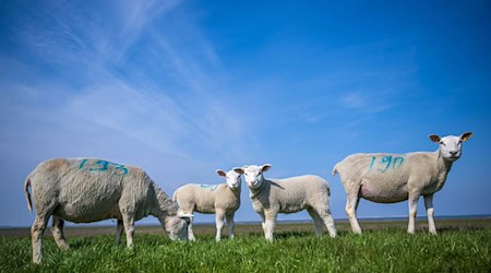 In Niedersachsen stecken sich immer mehr Schafe mit der Blauzungenkrankheit an. (Symbolbild) / Foto: Sina Schuldt/dpa