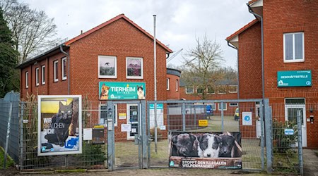 Das Bremer Tierheim ist an seine Kapazitätsgrenzen gekommen - mit Folgen für Besucher. (Archivbild) / Foto: Sina Schuldt/dpa