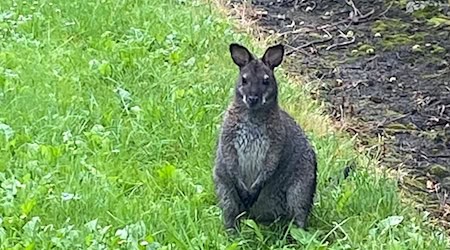 Nun in neuem Zuhause: das im Kreis Stade eingefangene Känguru.  / Foto: Polizeiinspektion Stade/dpa