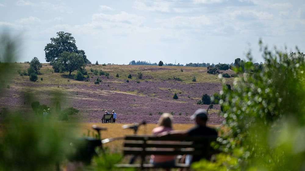 Der Naturpark Lüneburger Heide ist erweitert worden. Das Gebiet umfasst nun nun fast 110.000 Hektar. (Archivbild) / Foto: Philipp Schulze/dpa