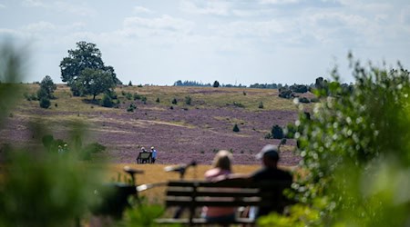 Der Naturpark Lüneburger Heide ist erweitert worden. Das Gebiet umfasst nun nun fast 110.000 Hektar. (Archivbild) / Foto: Philipp Schulze/dpa