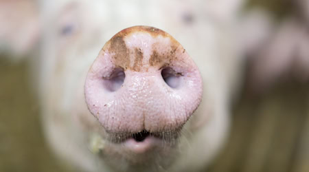 Wegen des verregneten Sommer wurde weniger gegrillt - Landwirte bekommen weniger Geld fürs Schlachtvieh. (Symbolfoto) / Foto: Friso Gentsch/dpa