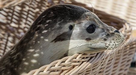 Die Seehundstation Norddeich hat auf Juist die ersten Heuler ausgewildert. Hier der junge Seehund Odin. / Foto: Focke Strangmann/dpa