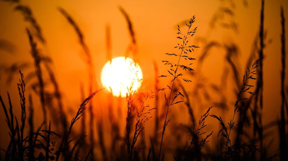 Am Dienstag erwarten Meterologen in Niedersachsen bis zu 31 Grad. (Symbolbild) / Foto: Julian Stratenschulte/dpa