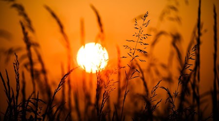 Am Dienstag erwarten Meterologen in Niedersachsen bis zu 31 Grad. (Symbolbild) / Foto: Julian Stratenschulte/dpa