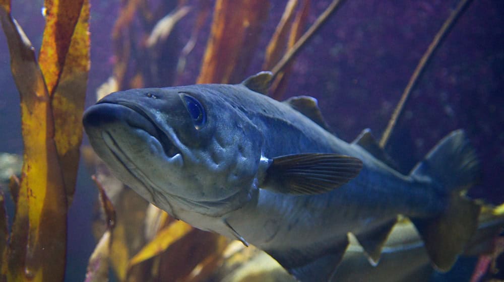 Viele Fische, wie etwa der Dorsch, sind durch Überfischung bedroht. (Illustration) / Foto: Axel Heimken/dpa