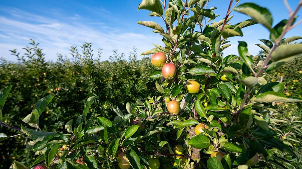Unbekannte Täter verwüsten Obstplantage im Alten Land