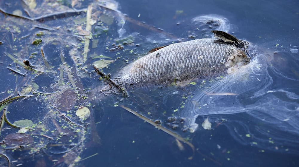 In Ostfriesland treiben derzeit zahlreiche tote Fische auf den Flüssen. (Symbolbild)  / Foto: Bodo Marks/dpa