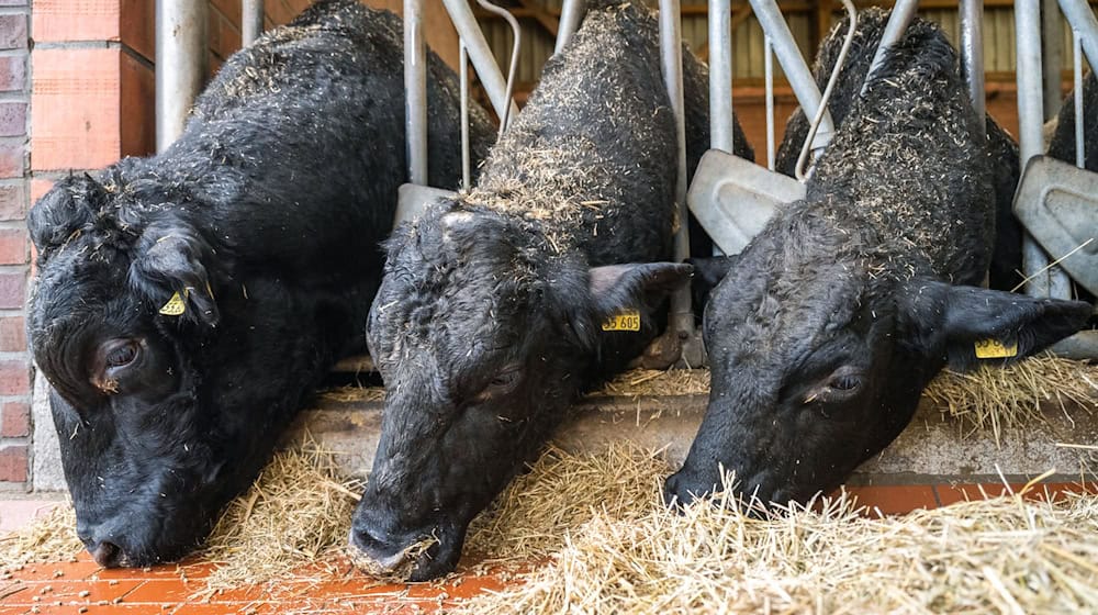 Im Landkreis Harburg ist die Blauzungenkrankheit bei Tieren in zwei Rinderhaltungen festgestellt worden. (Symbolbild) / Foto: Mohssen Assanimoghaddam/dpa