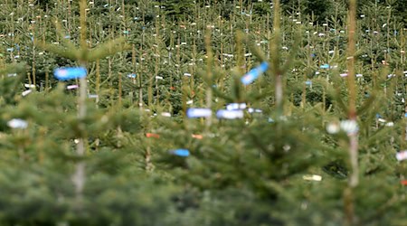 Einige Produzenten sind aus dem Weihnachtsbaumgeschäft ausgestiegen. (Archivbild) / Foto: Angelika Warmuth/dpa