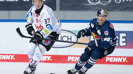 Markus Vikingstad (l) traf für die Fishtown Pinguins zum zwischenzeitlichen Ausgleich. / Foto: Sven Hoppe/dpa