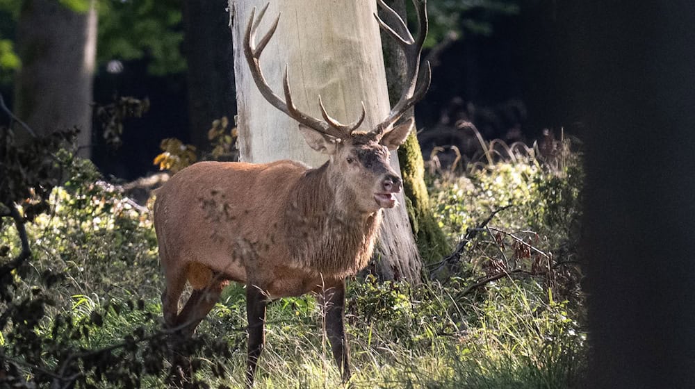 Röhren wie ein Hirsch: Am 29. September wird wieder der beste norddeutsche Hirschrufer gesucht (Symbolbild). / Foto: Boris Roessler/dpa