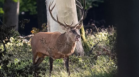 Röhren wie ein Hirsch: Am 29. September wird wieder der beste norddeutsche Hirschrufer gesucht (Symbolbild). / Foto: Boris Roessler/dpa