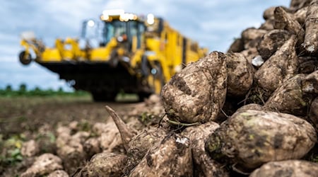 Trotz später Aussaat erwartet die Landwirtschaftskammer Niedersachsen eine gute Erntebilanz bei den Zuckerrüben. (Symbolbild) / Foto: Philipp Schulze/dpa