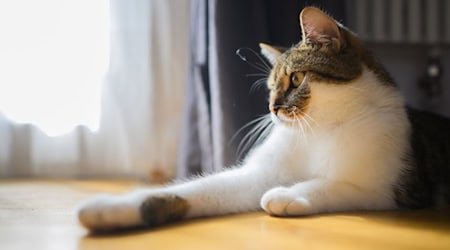 Verursacher der nächtlichen Ruhestörung waren zwei Katzen. (Symbolbild) / Foto: Julian Stratenschulte/dpa