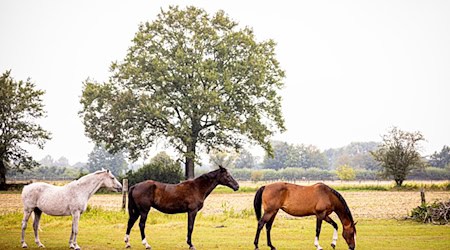 Bei Pferden in Niedersachsen sind in den vergangenen Wochen vermehrt Infektionen mit dem West-Nil-Virus nachgewiesen worden. (Symbolbild) / Foto: Moritz Frankenberg/dpa