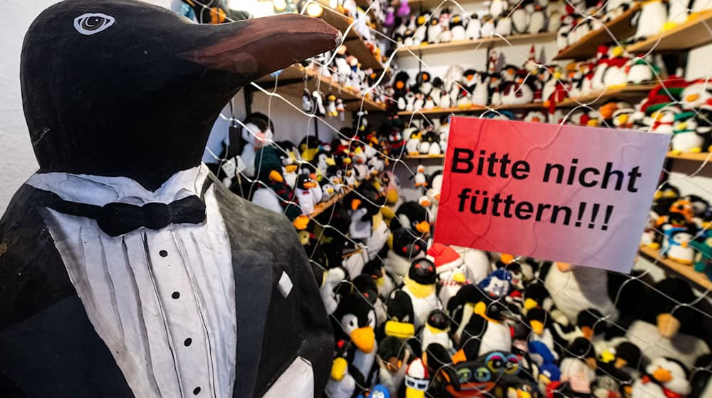 In dem Museum können Besucher unter anderem Pinguine als Plüschtiere und Sammlerfiguren besichtigen. (Archivbild) / Foto: Sina Schuldt/dpa