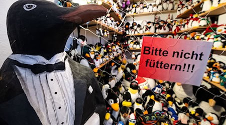 In dem Museum können Besucher unter anderem Pinguine als Plüschtiere und Sammlerfiguren besichtigen. (Archivbild) / Foto: Sina Schuldt/dpa