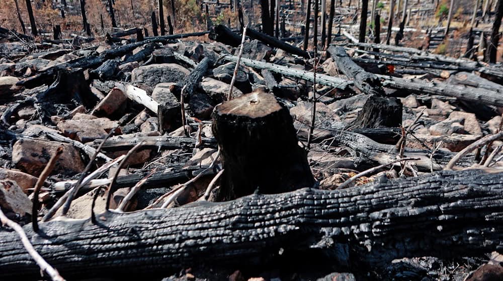 Im Harz wird weiter nach der Ursache des Feuers gesucht. (Archivfoto) / Foto: Matthias Bein/dpa