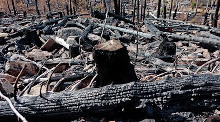 Im Harz wird weiter nach der Ursache des Feuers gesucht. (Archivfoto) / Foto: Matthias Bein/dpa