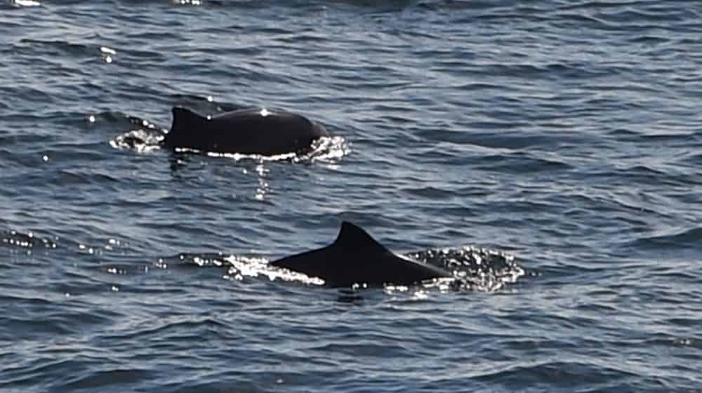 Eigentlich leben Schweinswale im Meer. (Symbolbild) / Foto: Carsten Rehder/dpa