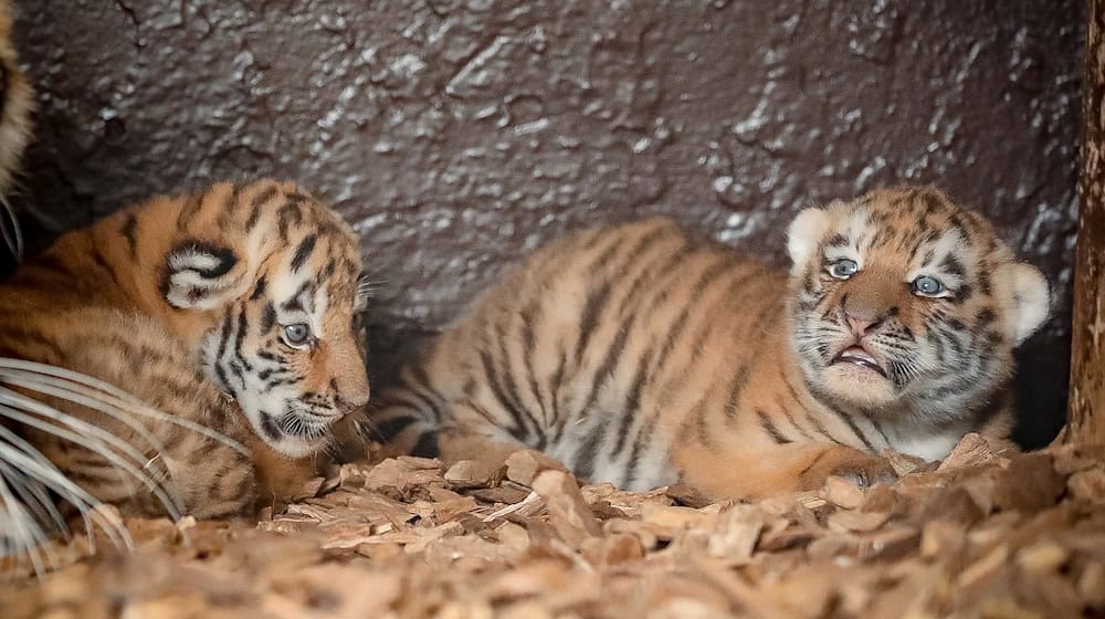 Namen haben die Zwillinge noch nicht bekommen. / Foto: Susanne Ismer/Tierpark Ströhen/dpa