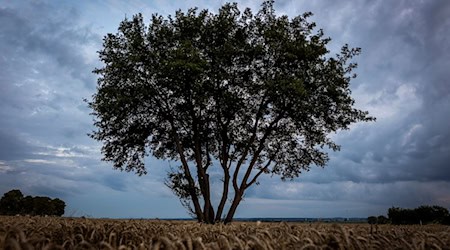 Es wird herbstlicher in Niedersachsen und Bremen. (Symbolbild) / Foto: Moritz Frankenberg/dpa